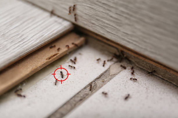 Best Pest Control Treatment  in Minco, OK