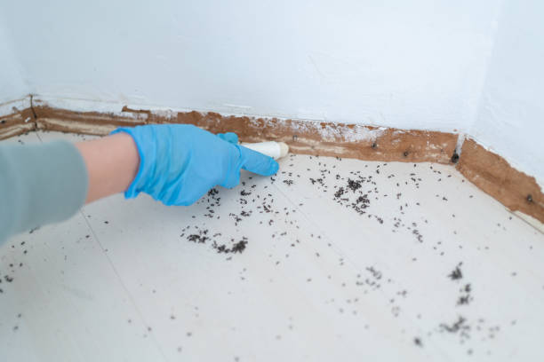 Best Local Pest Control Services  in Minco, OK